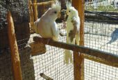 Beautifull Cockteil pair for sale in Rawalpindi