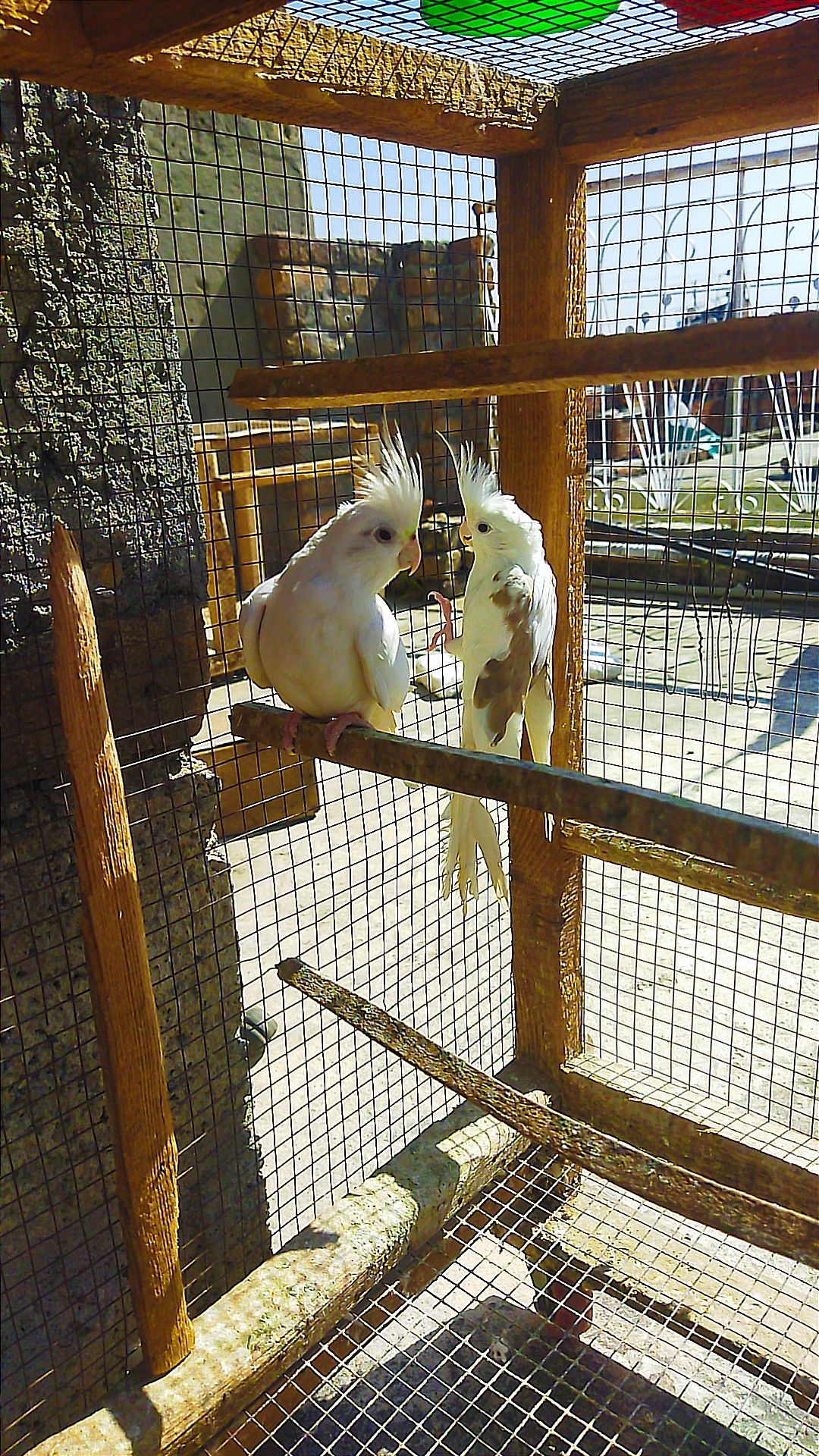 Beautifull Cockteil pair for sale in Rawalpindi