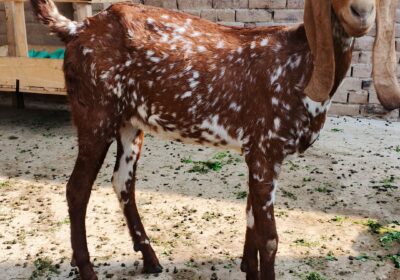 85261e6c-b7e3-4f67-8056-ba4797abe72c