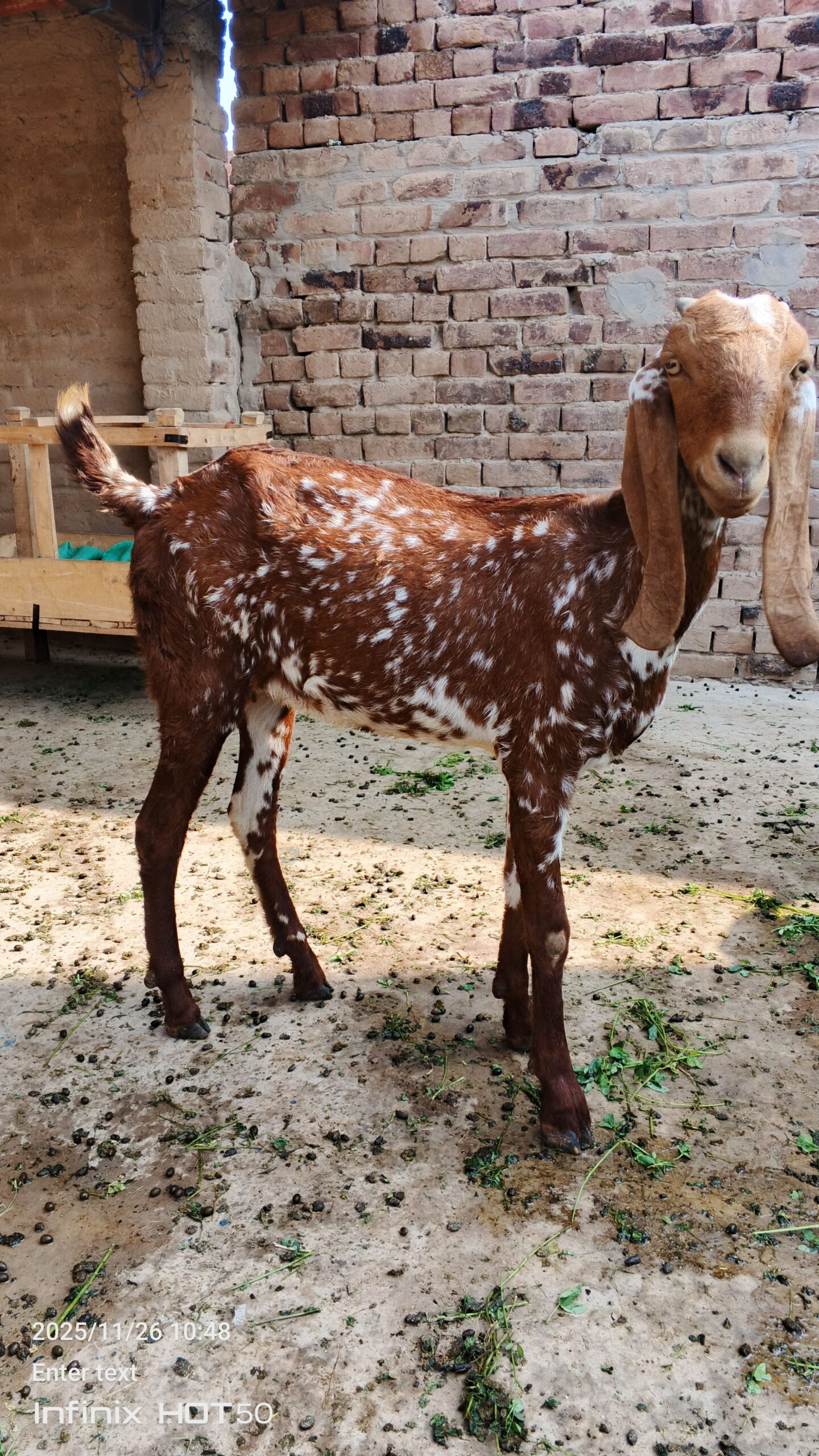 cheeni bakri for sale ..0311-6487524