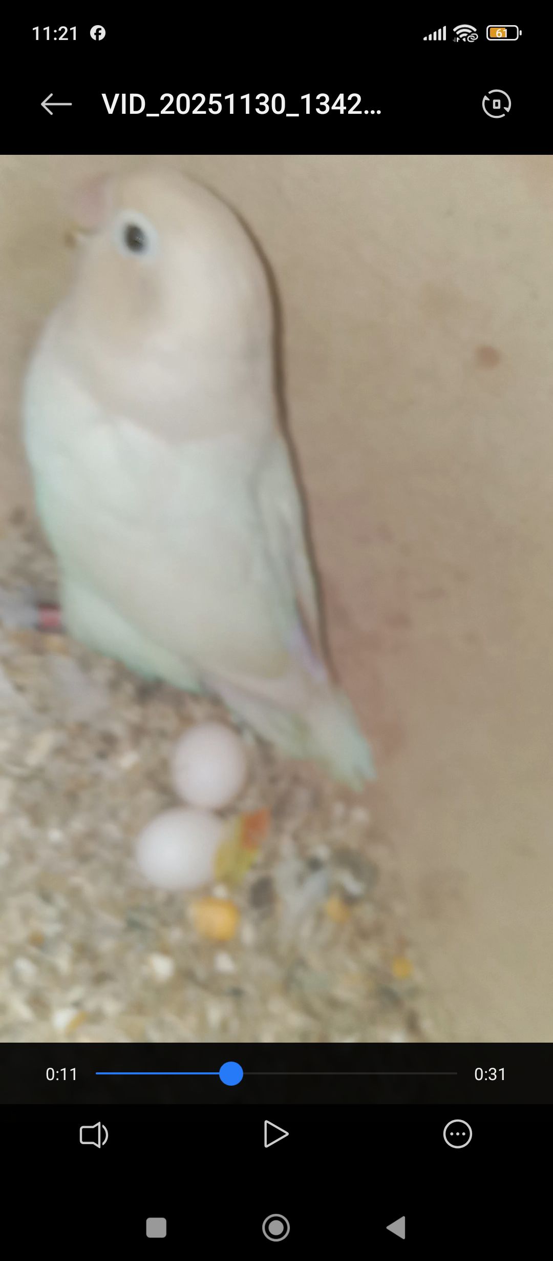Albino black eye breeder pair with eggs for sale
