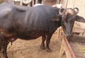 Desi buffalo for sale