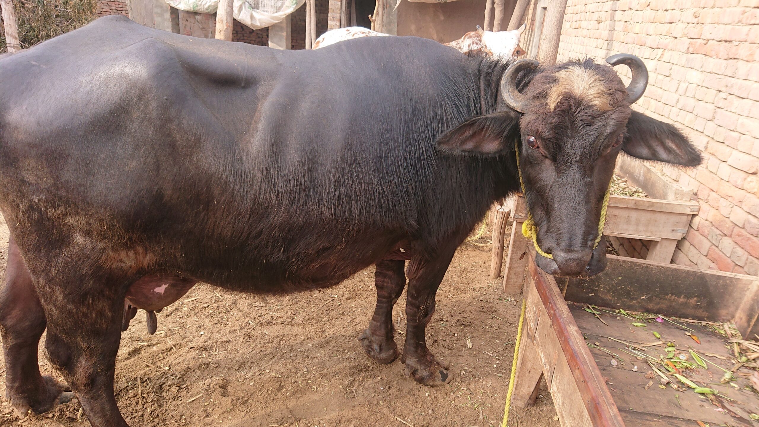 Desi buffalo for sale