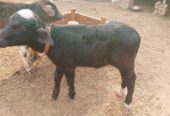 Desi buffalo for sale