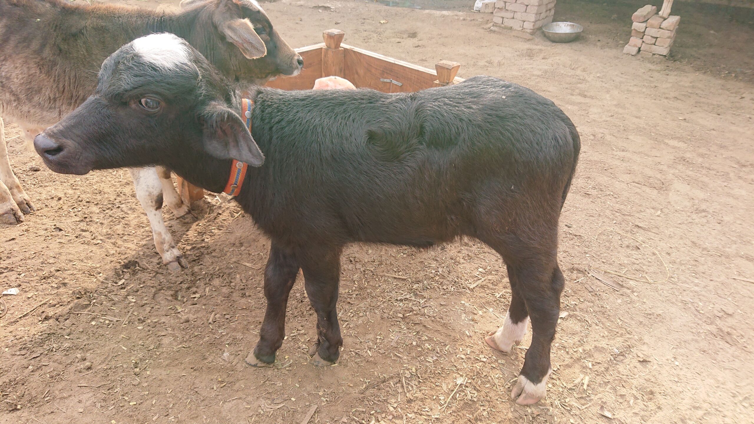 Desi buffalo for sale