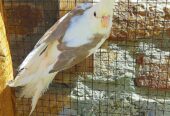 Beautifull Cockteil pair for sale in Rawalpindi