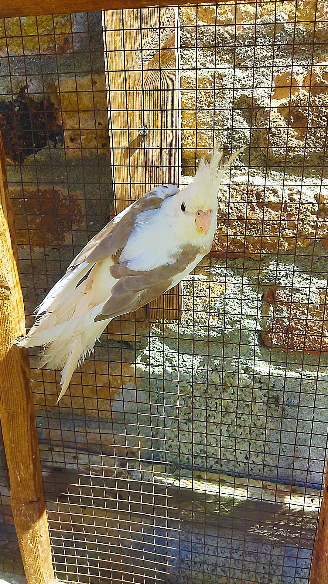 Beautifull Cockteil pair for sale in Rawalpindi