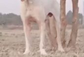 Pakistani Bully Blood line