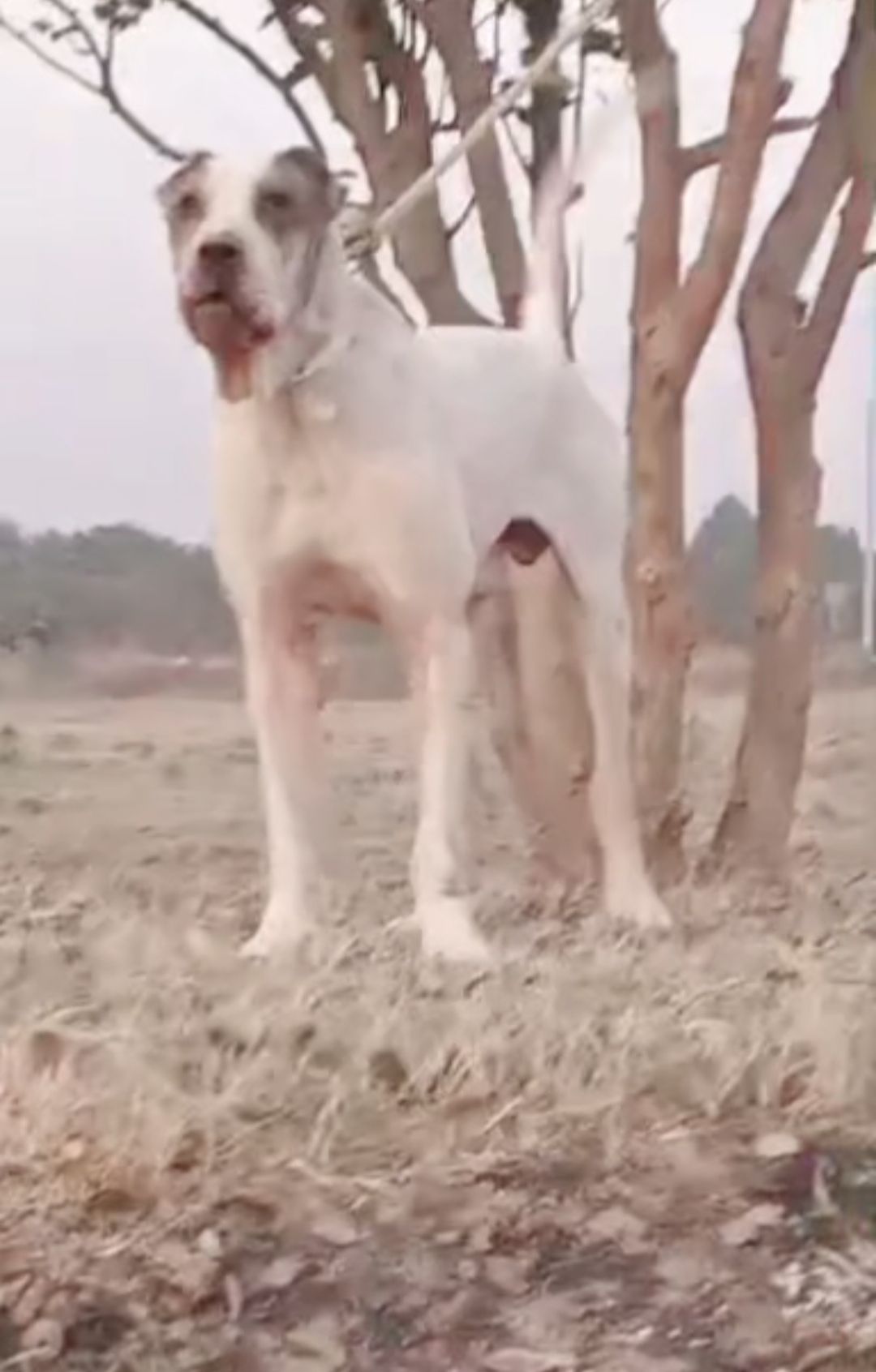 Pakistani Bully Blood line