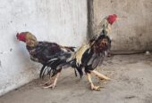 SALEETA ASEEL BREEDER PAIR