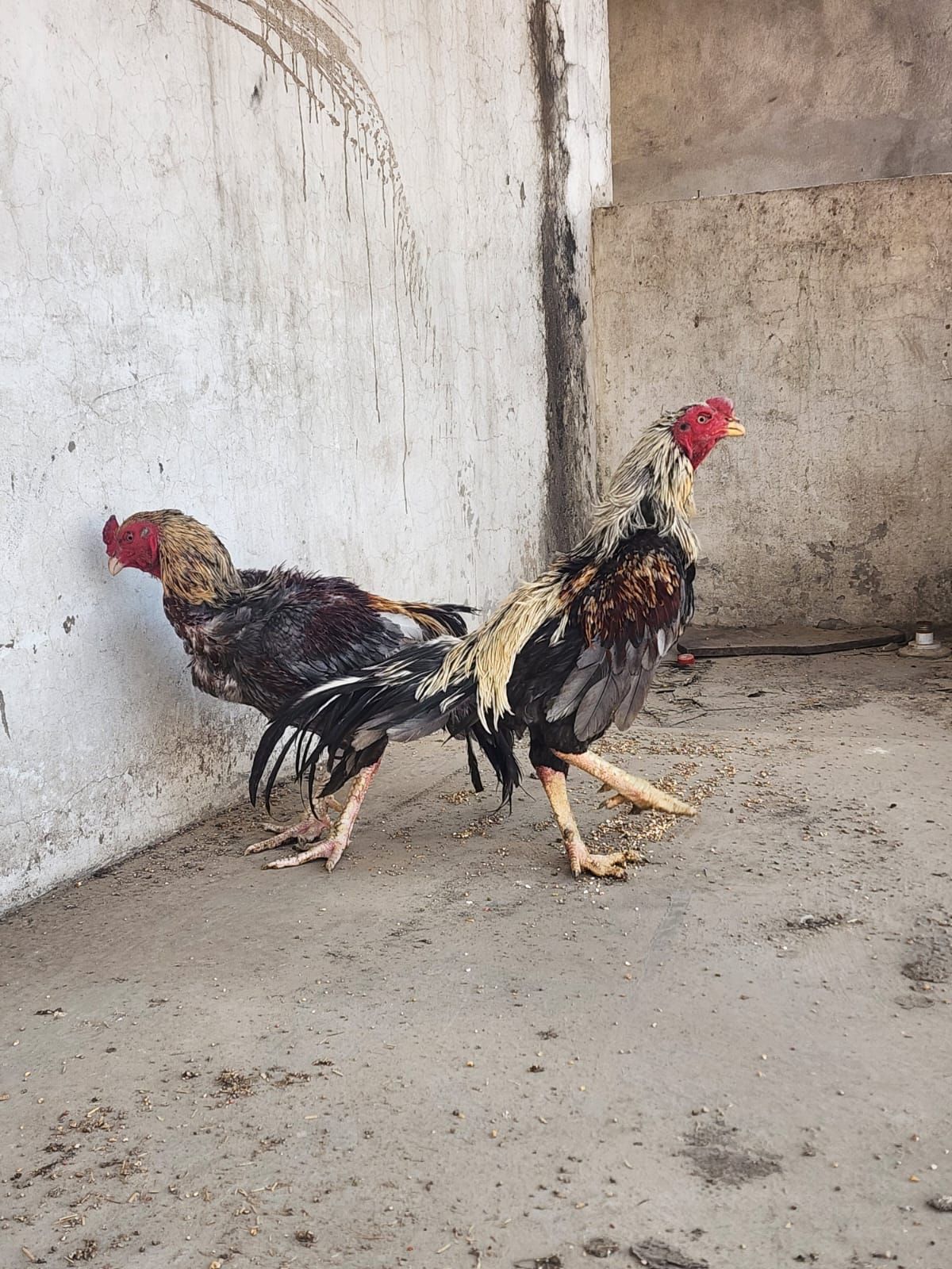 SALEETA ASEEL BREEDER PAIR