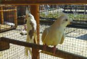 Beautifull Cockteil pair for sale in Rawalpindi