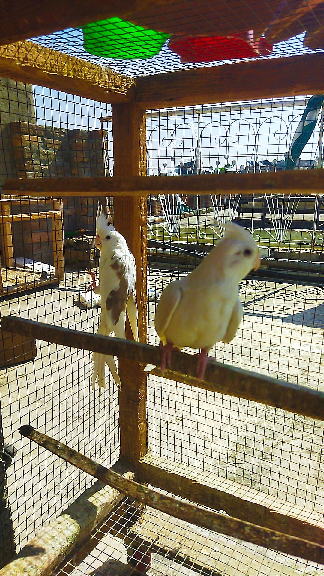Beautifull Cockteil pair for sale in Rawalpindi