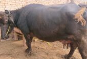 Desi buffalo for sale