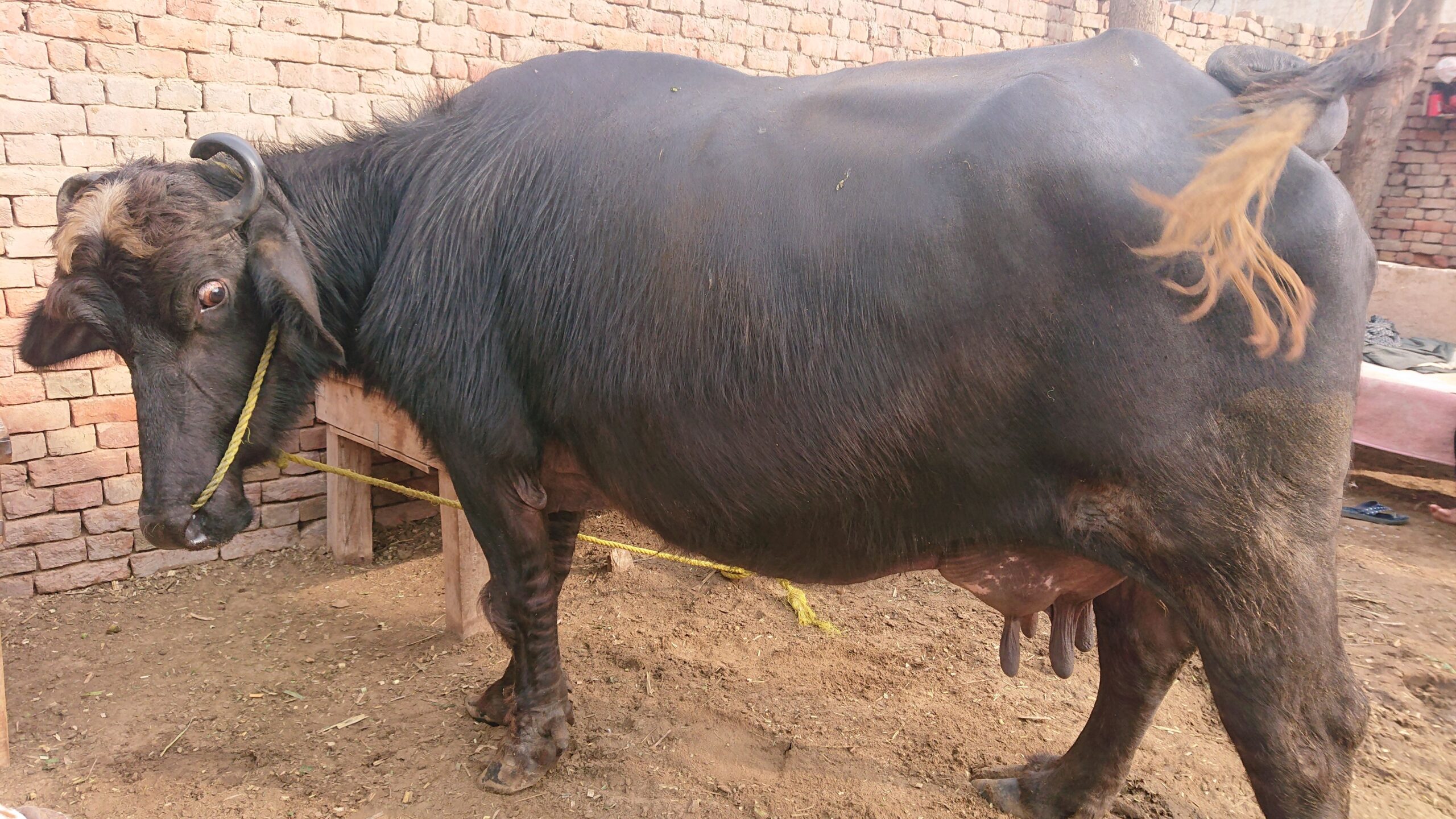 Desi buffalo for sale