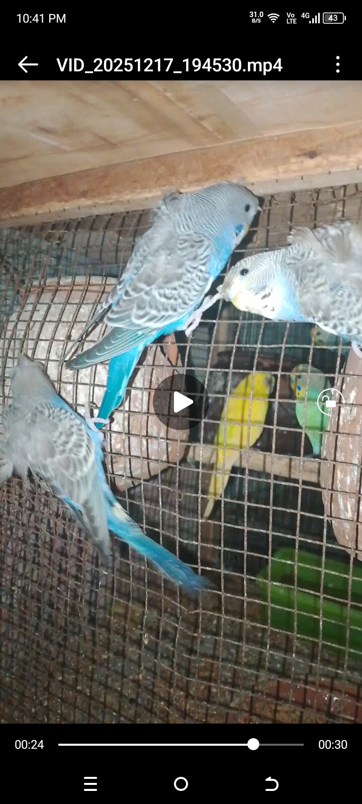 Hogoromo double flower full healthy hain 3 adad