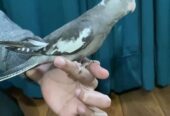 Friendly hand tamed cockatiel parrot available
