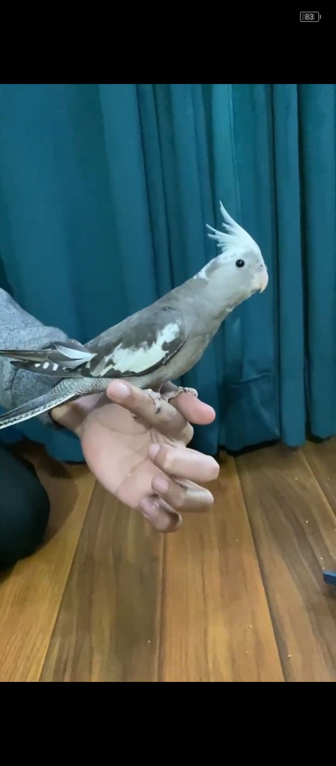 Friendly hand tamed cockatiel parrot available