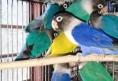 Breeder Lovebirds