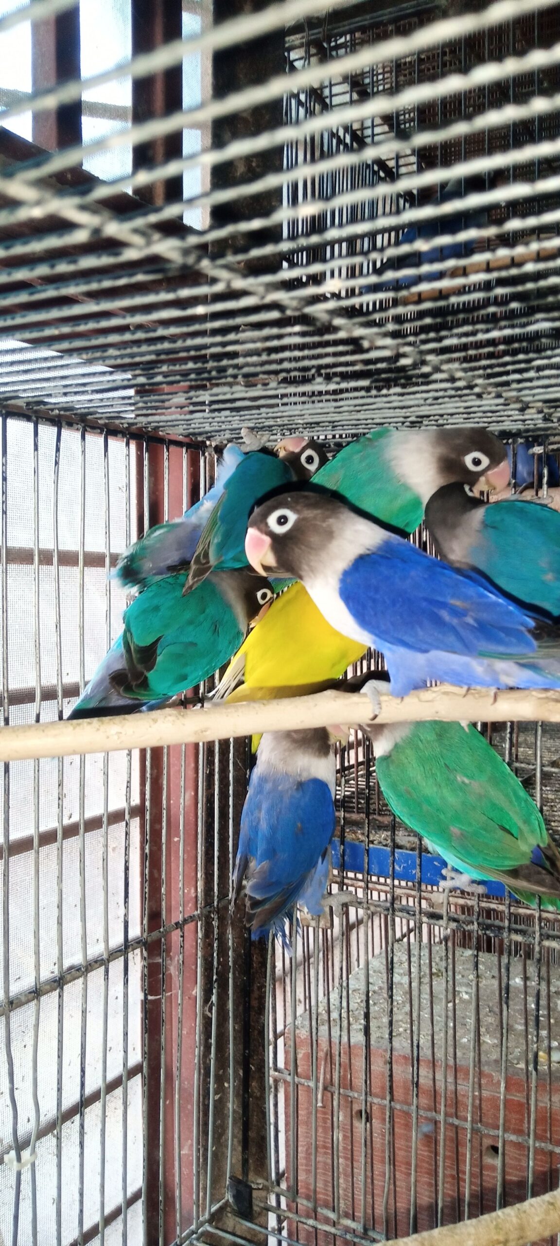 Breeder Lovebirds