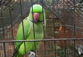 Parrot for sell