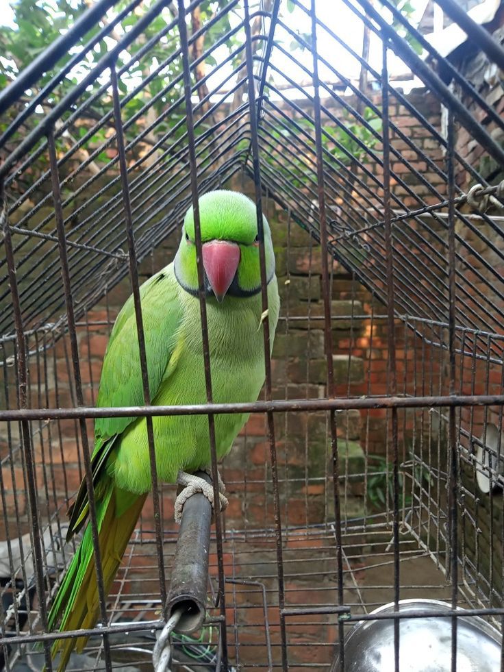 Parrot for sell