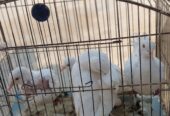 Ducks breeder pair king Breeder pair for sale