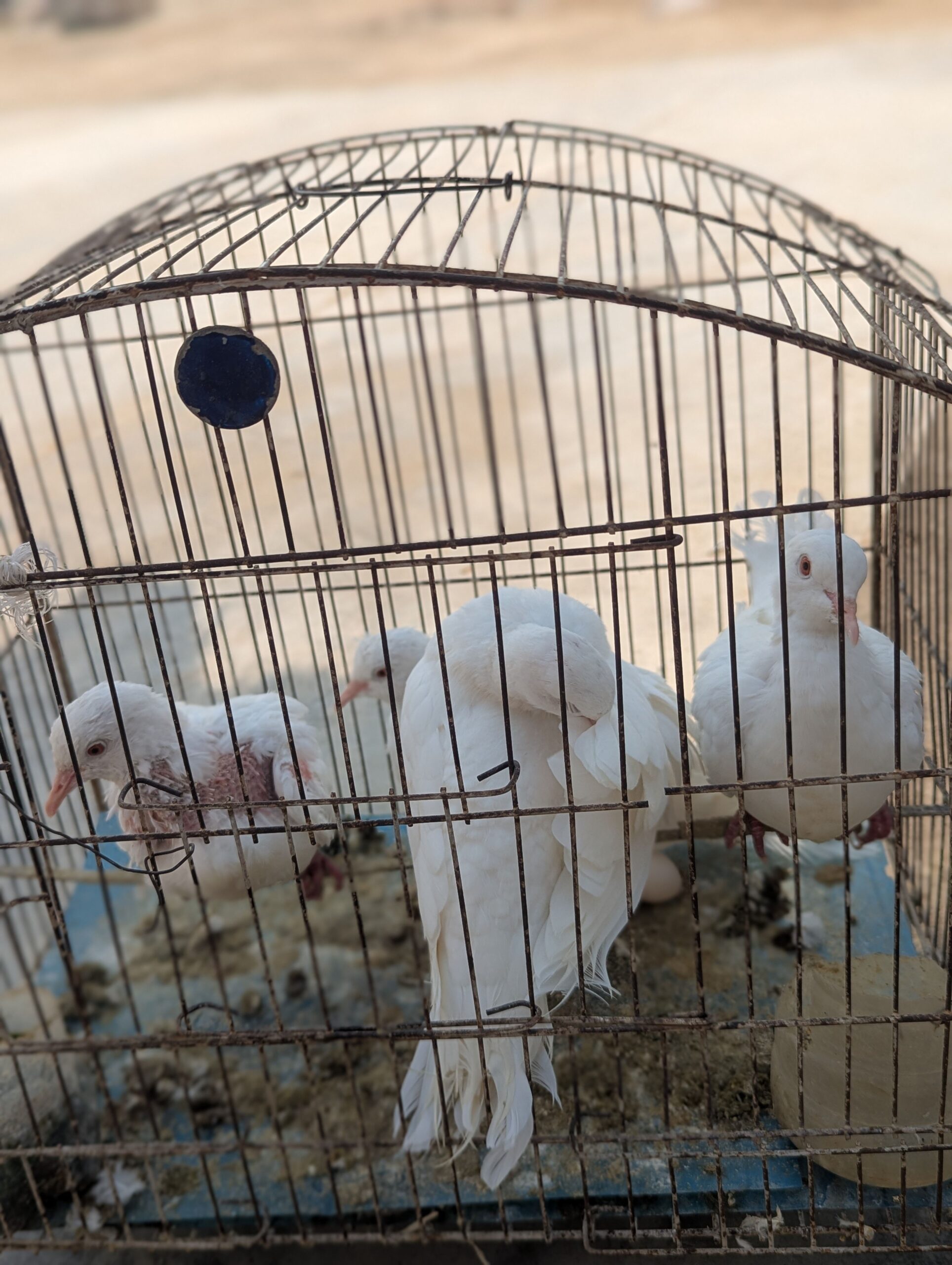 Ducks breeder pair king Breeder pair for sale