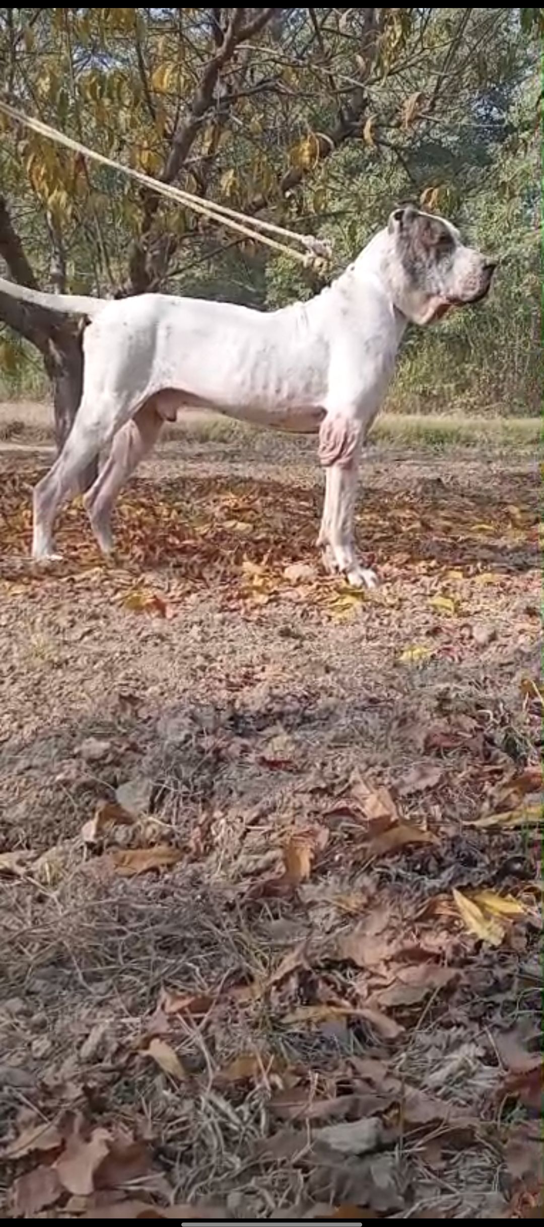 Pakistani Bully Blood line