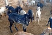 Goats qurbani k Janwarr for sale