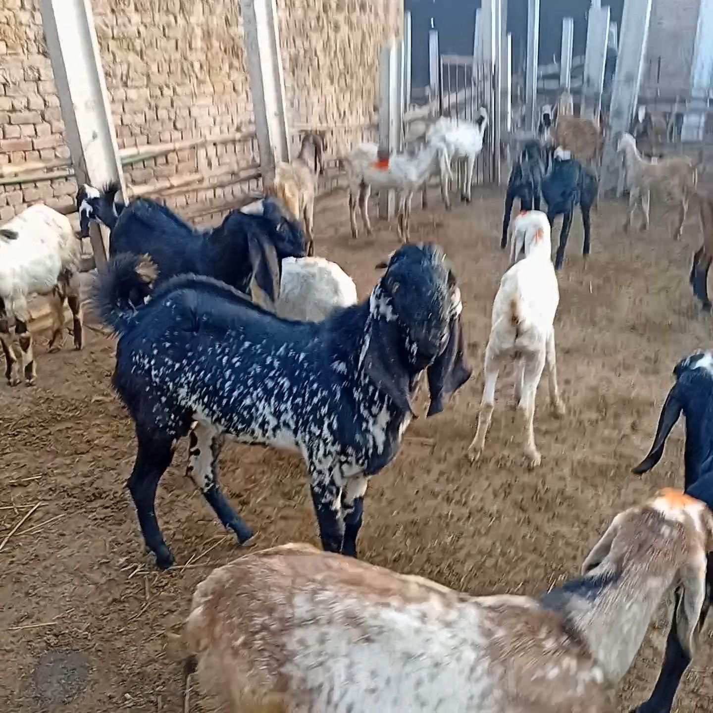 Goats qurbani k Janwarr for sale
