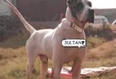 Pakistani Bully Blood line