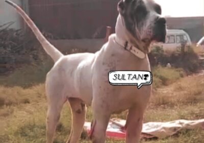 e85def0d-9317-465a-adc9-ad365b0d827b