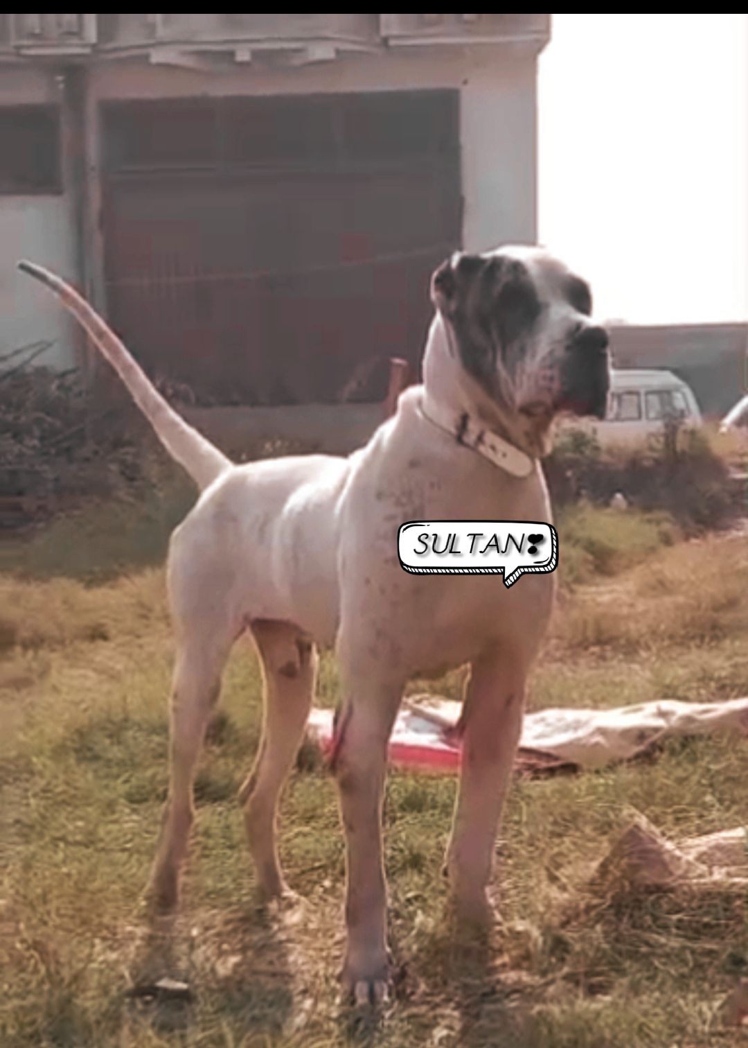 Pakistani Bully Blood line