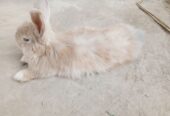 Gaint angora female with babies
