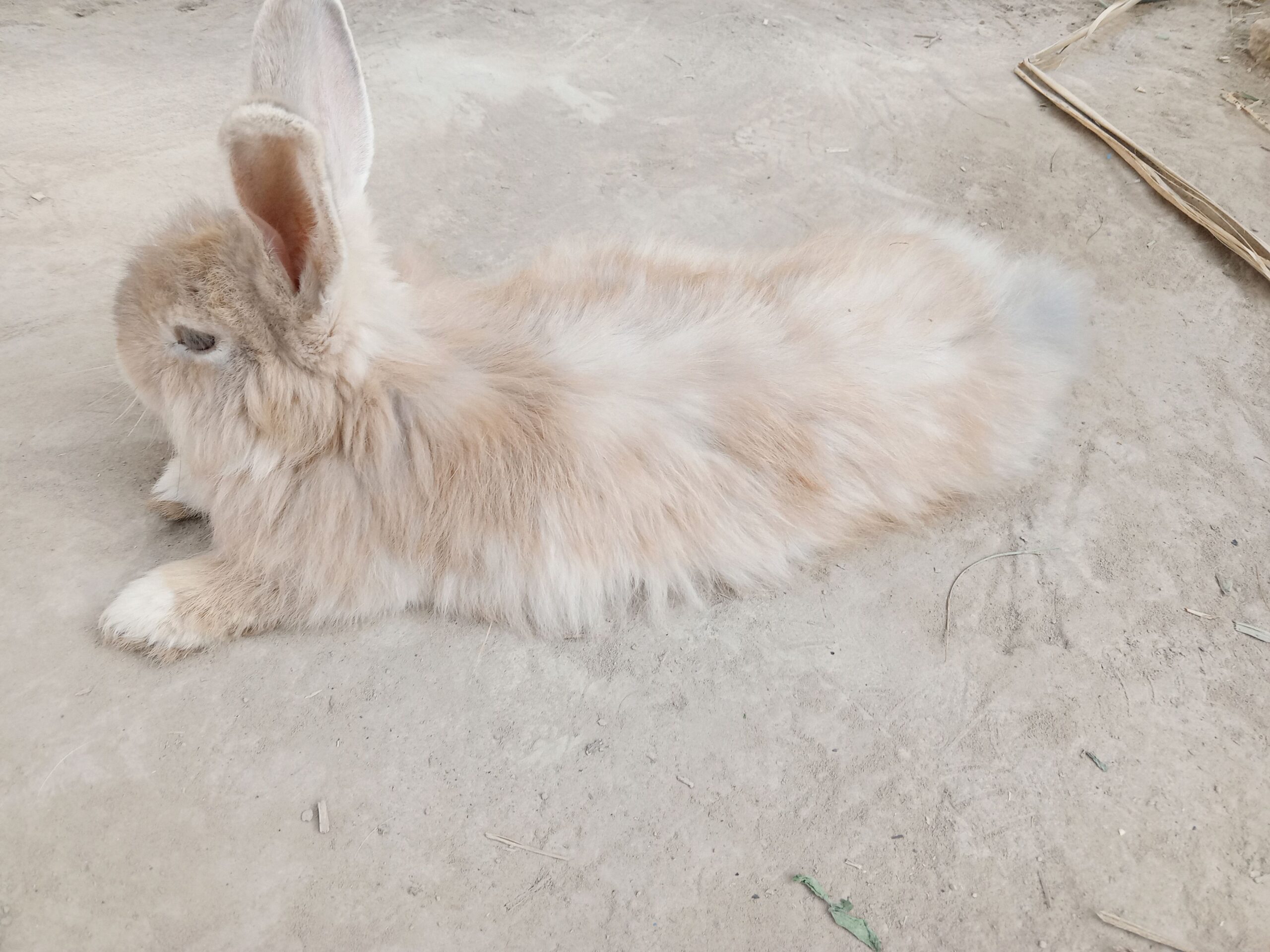 Gaint angora female with babies