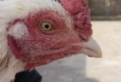 White heera for sale