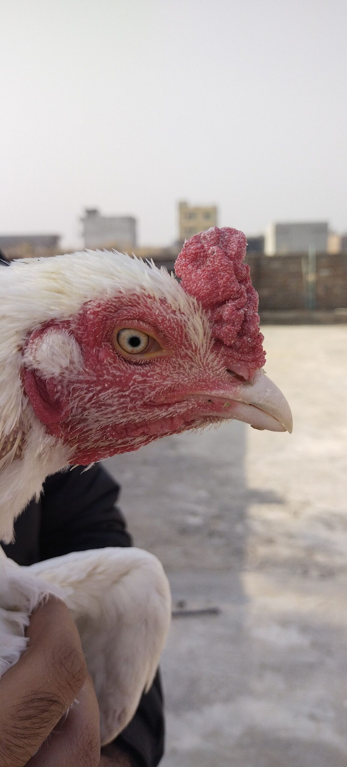 White heera for sale