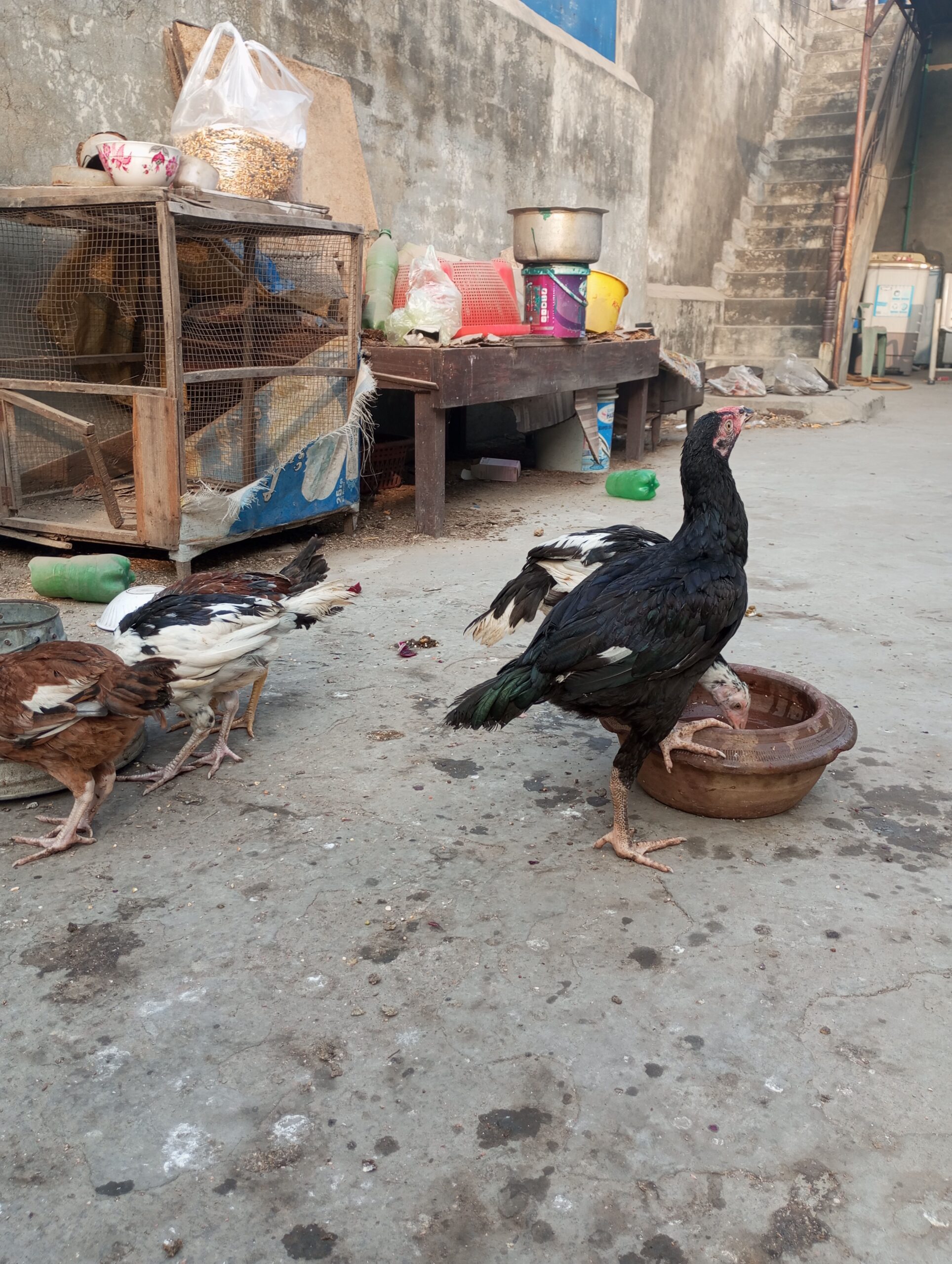 Aseel Chicks for sale