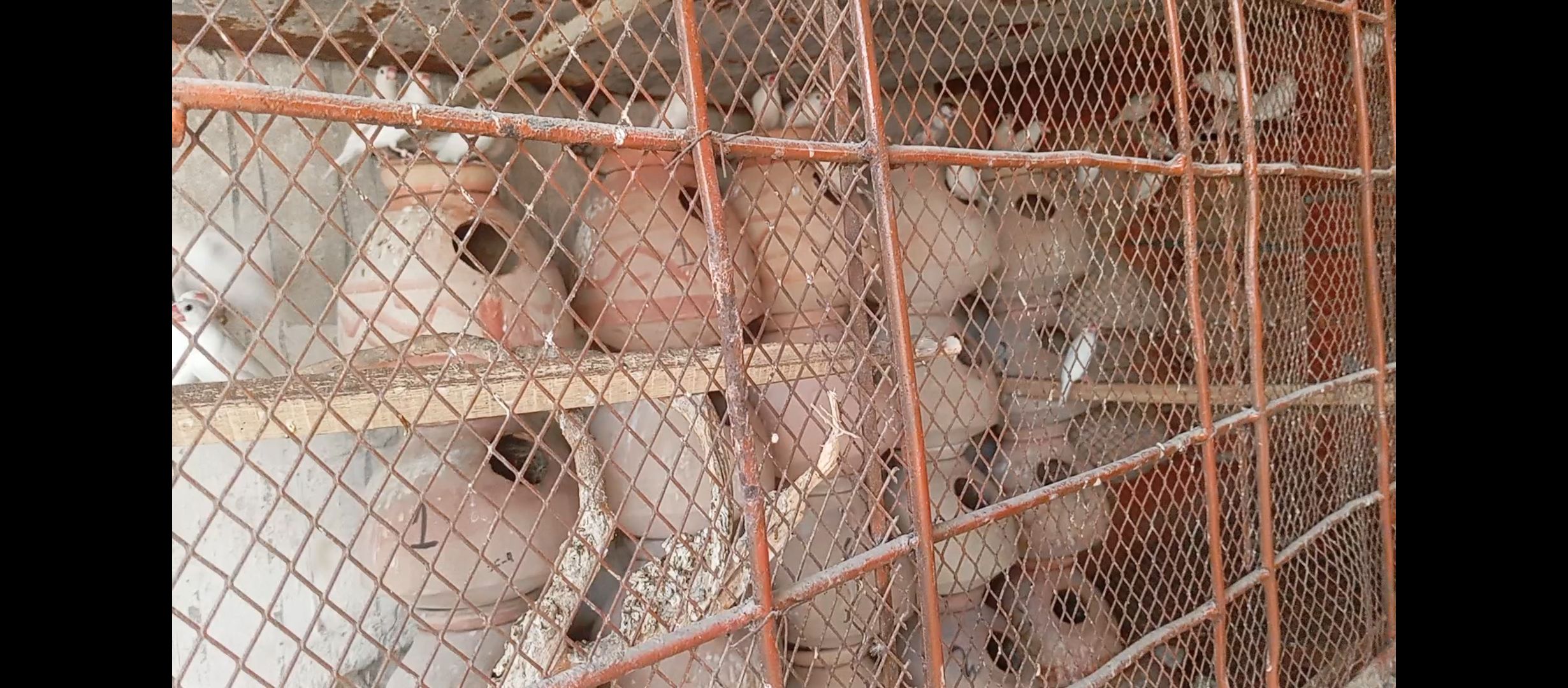 White java and grey java for sale