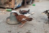 Aseel Chicks for sale