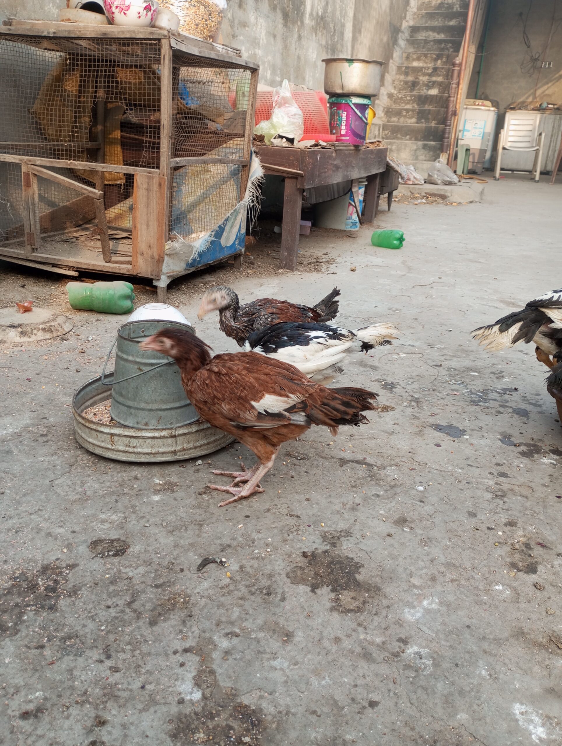 Aseel Chicks for sale