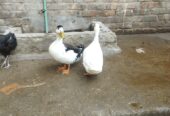 Ducks breeder pair king Breeder pair for sale