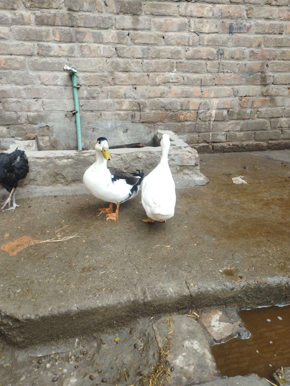 Ducks breeder pair king Breeder pair for sale