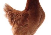 Lohman Brown and lohman black egg laying layer available for sale 1600 layer price 2000