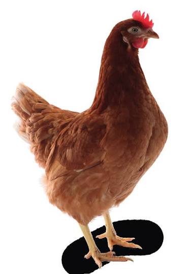 Lohman Brown and lohman black egg laying layer available for sale 1600 layer price 2000