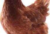Lohman Brown and lohman black egg laying layer available for sale 1600 layer price 2000