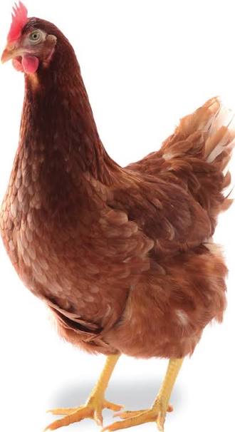Lohman Brown and lohman black egg laying layer available for sale 1600 layer price 2000