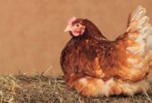 Lohman Brown and lohman black egg laying layer available for sale 1600 layer price 2000