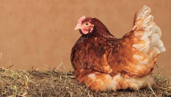 Lohman Brown and lohman black egg laying layer available for sale 1600 layer price 2000